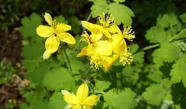 Siğillerden Celandine kullanımı için kurallar