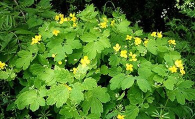 Siğillerden Celandine kullanımı