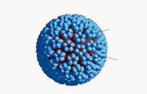 HPV'nin 3 boyutlu modeli