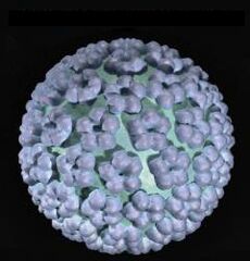 insan papilloma virüsü